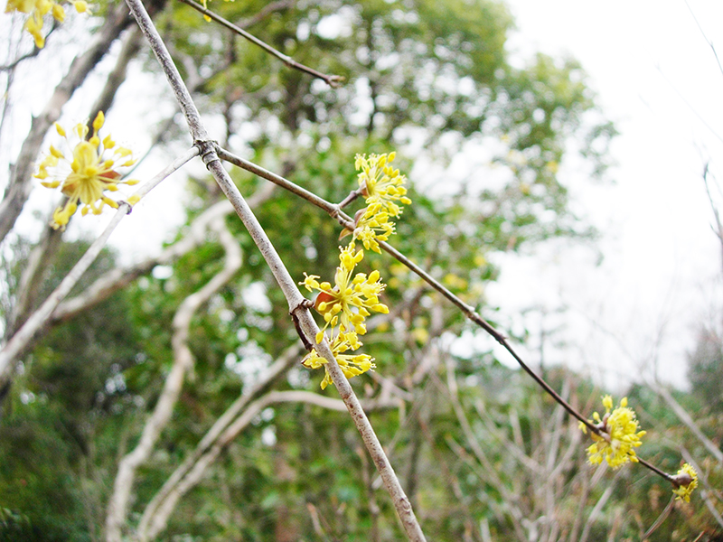 庭で咲き始めたサンシュユの花