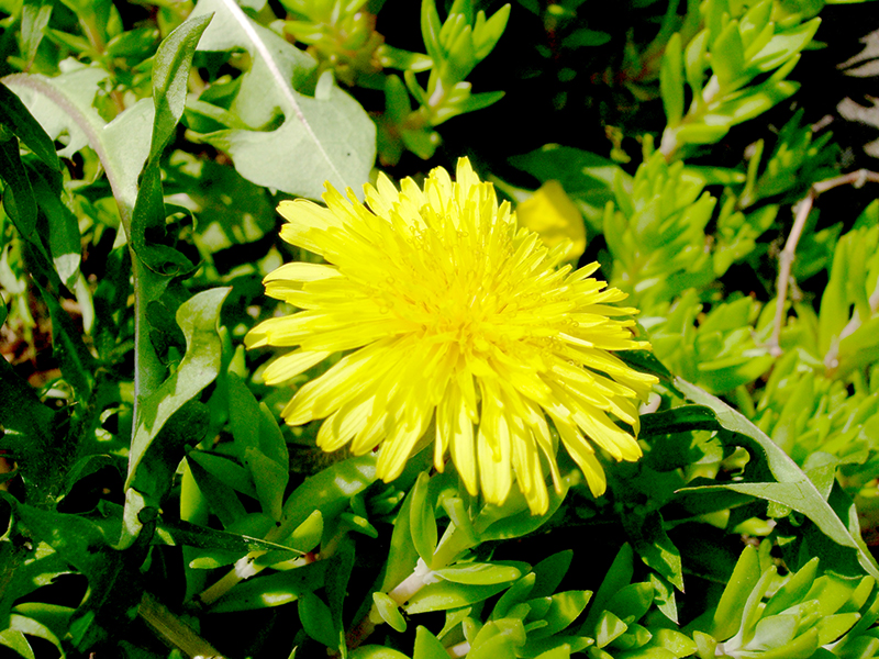 セイヨウタンポポの花