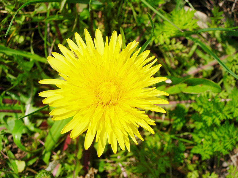 エゾタンポポの花