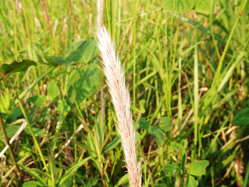 銀色に輝く花穂