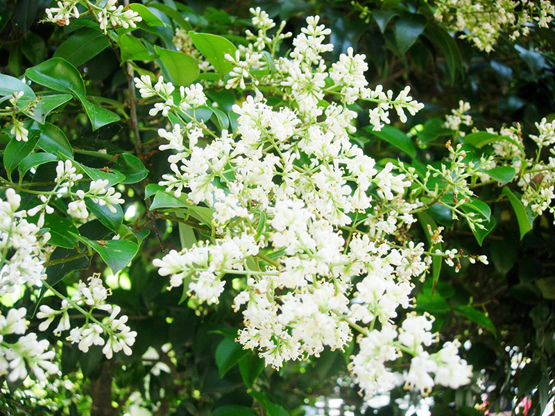 白く輝くサンゴジュの花