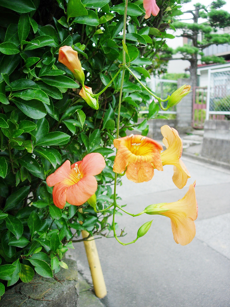 生垣に絡みつく茎（花は対生につく）