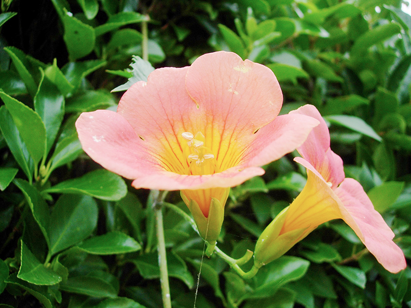 漏斗状の花は、チャイニーズ・トランペット・フラワーと呼ばれる