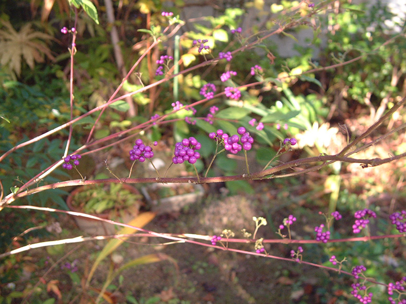 Japanese beauty berry