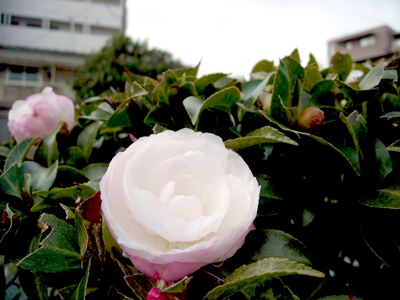 内部が白いサザンカの花