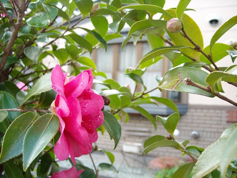 横顔も麗しいサザンカの花