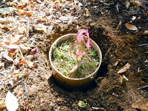 希少植物の移植