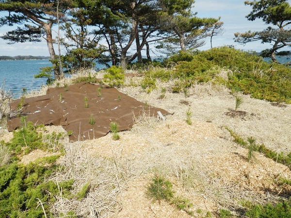 植栽試験・計画